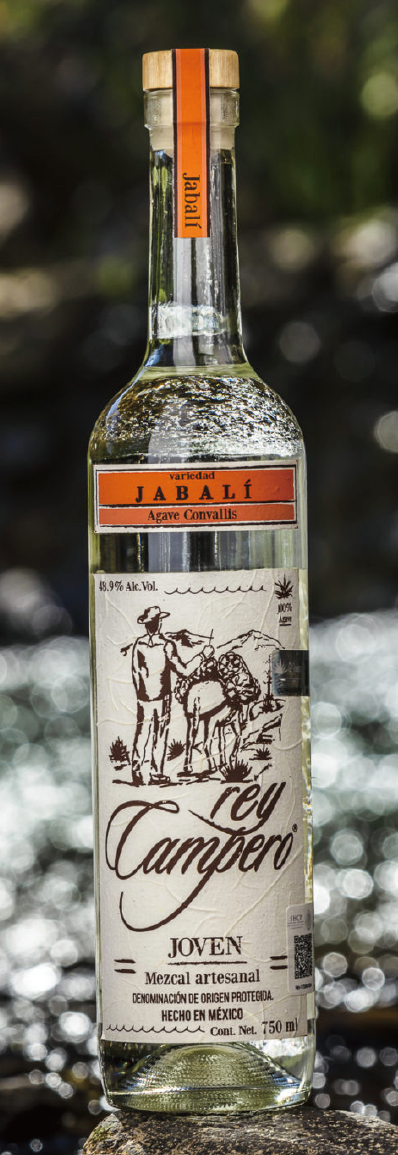 REY CAMPERO JABALÍ / ハバリ